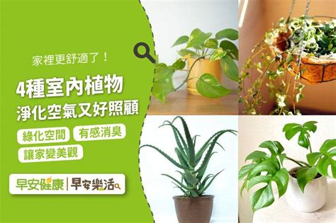 廁所綠化|天然空氣清淨機！4種室內植物淨化空氣又好照顧，浴。